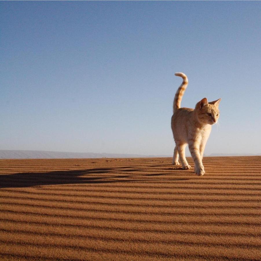 Chegaga Desert Trips Camp M'Hamid Εξωτερικό φωτογραφία