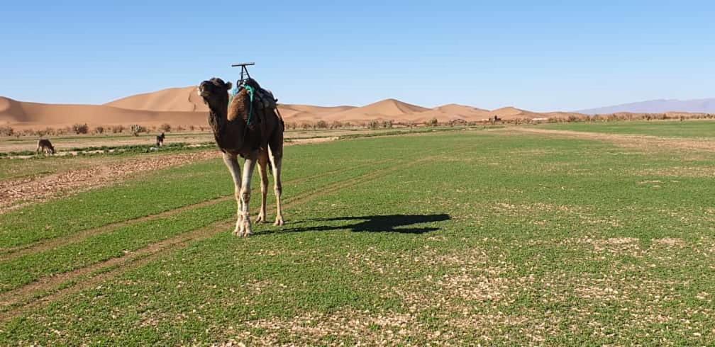 Chegaga Desert Trips Camp M'Hamid Εξωτερικό φωτογραφία
